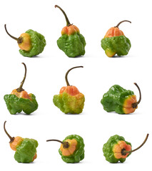 set of colorful habanero chili peppers, capsicum chinense, type of hot peppers with wrinkled or...