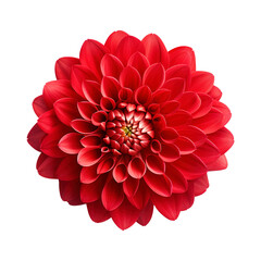 red dahlia flower isolated on transparent background Remove png, Clipping Path - obrazy, fototapety, plakaty