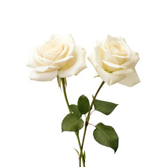 white rose isolated on transparent background Remove png, Clipping Path