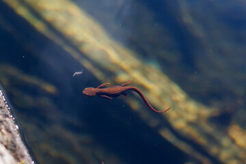 Salamander swimming to the surface