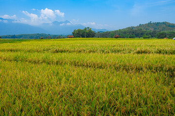 a beautiful countryside feel accompanied by blue skies