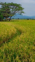 a beautiful countryside feel accompanied by blue skies