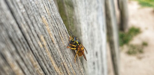 Aggresive Wespe sucht Holz für den Nestbau
