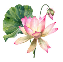 Lotus flowers, leaves, watercolor illustration, botanical ,wedding invitation, decoration, isolated 