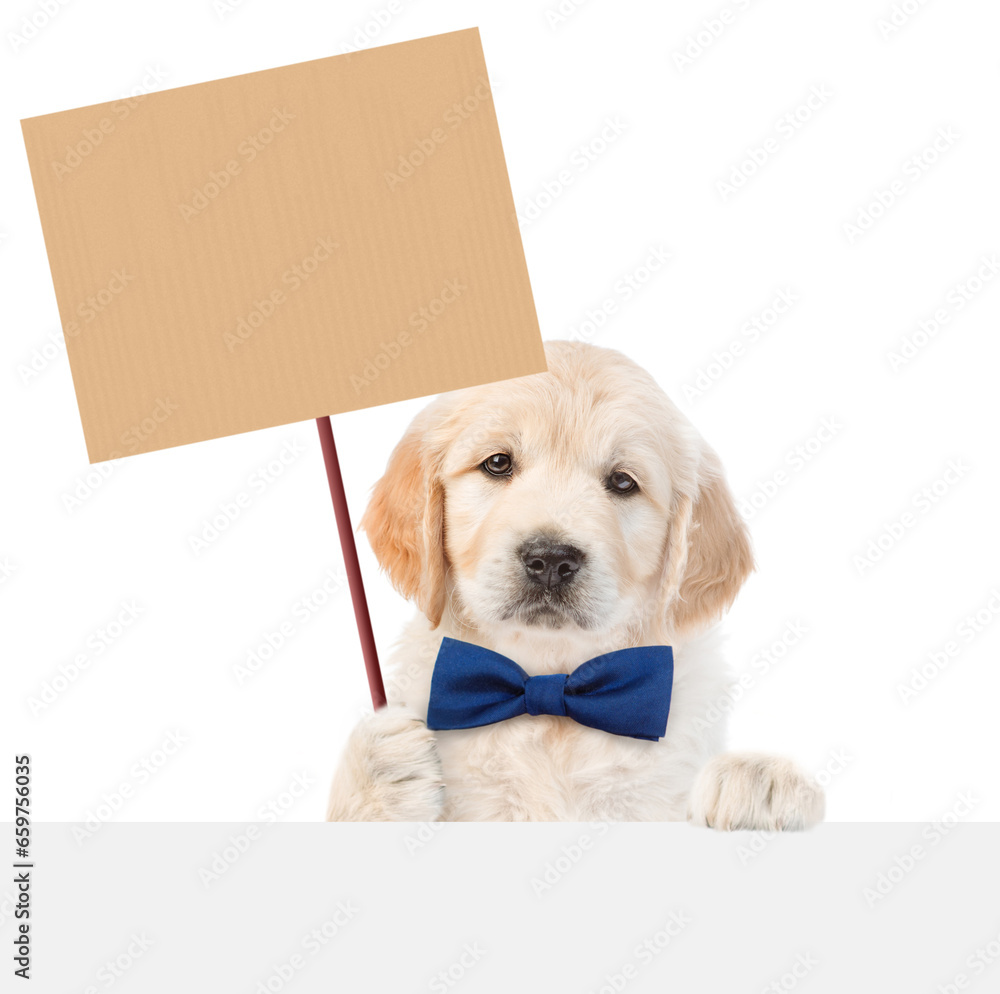Poster funny smart golden retriever puppy wearing tie bow shows empty placard above empty white banner. iso
