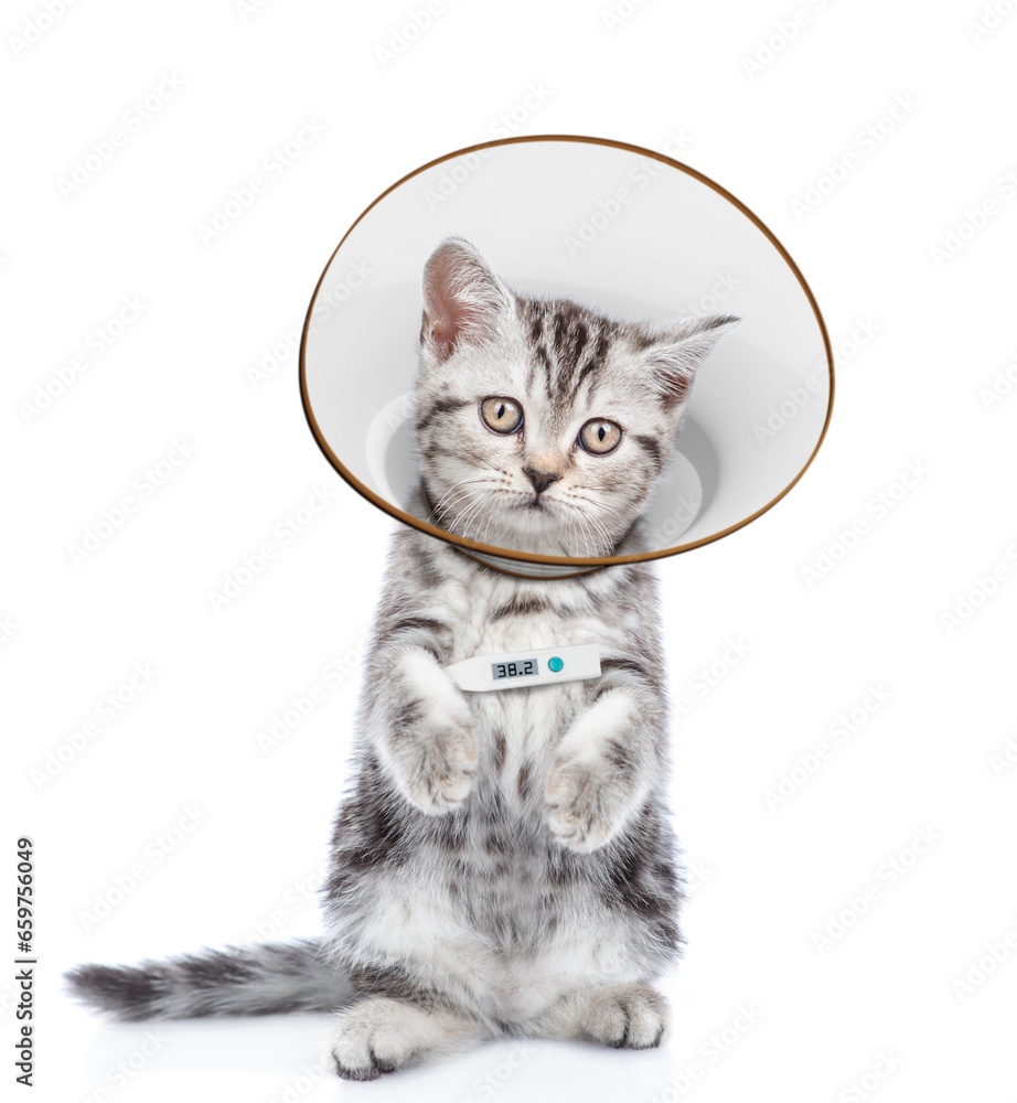 Poster sick tabby kitten with thermometer and protective cone collar looking at camera. isolated on white b