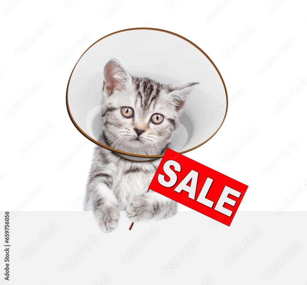 Poster cute tabby kitten wearing protective cone collar looking above empty white banner and holds signboar