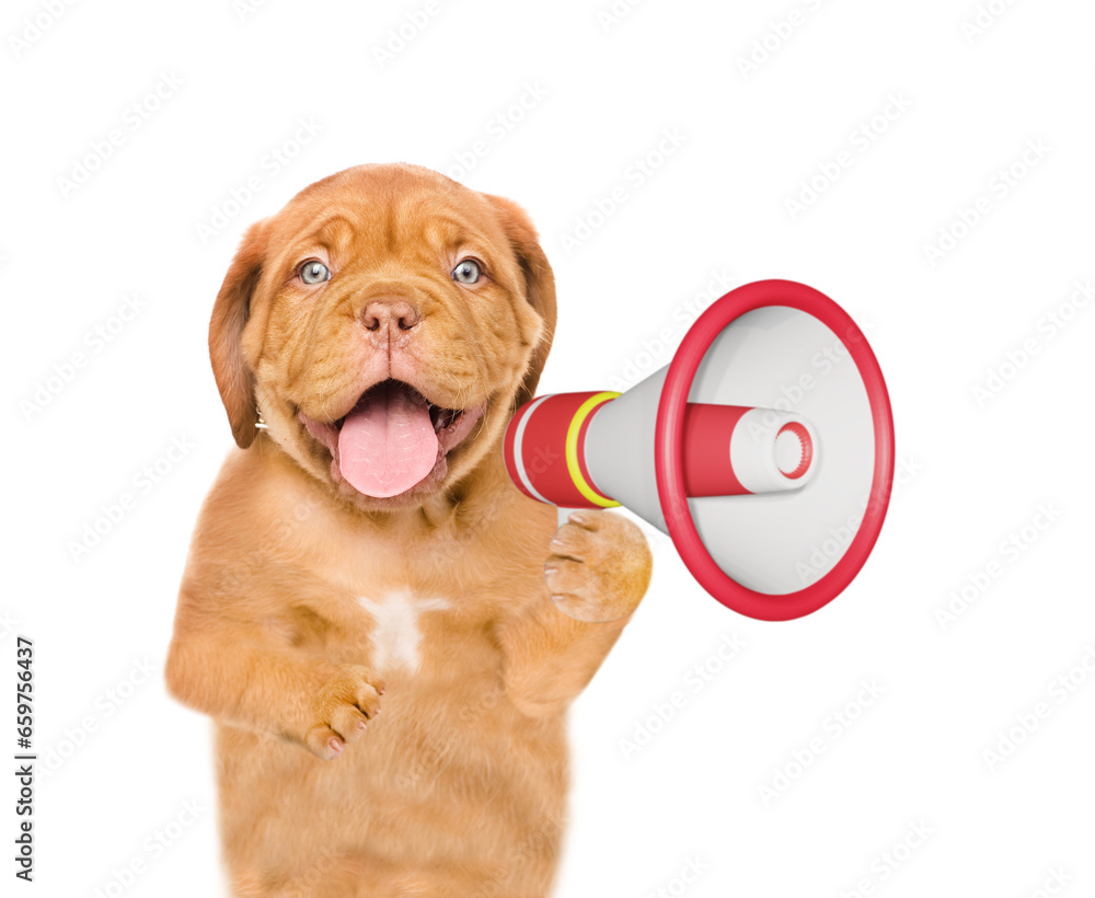 Poster mastiff puppy screaming into a megaphone and looks away on empty space. isolated on white background