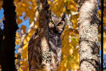 Owl in a tree