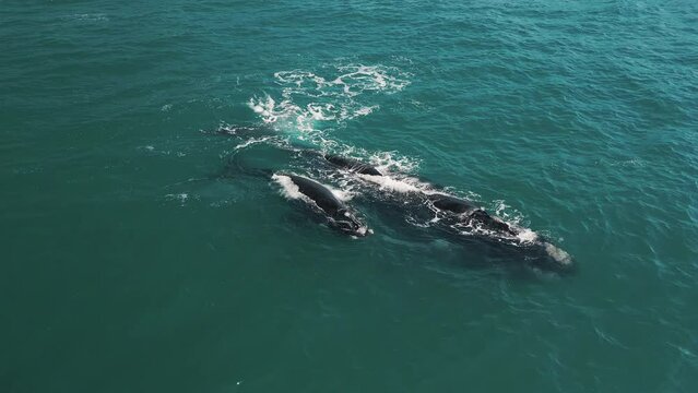 The southern right whales, Eubalaena australis. Mother and calf of the Right Whales swim near Brazilian shore near the town of Imbituba