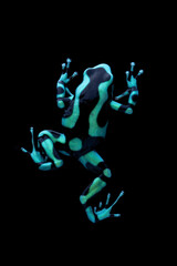 Green and Black Poison Dart Frog - Dendrobates auratus.