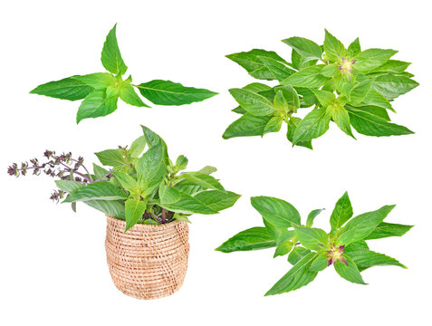 basil leaves transparent png