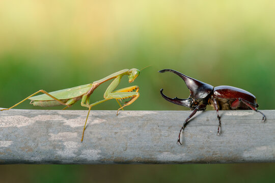 Praying Mantis (Mantodea) and Rhinoceros beetle (Dynastinae) two animal closeup, two different species of animal	