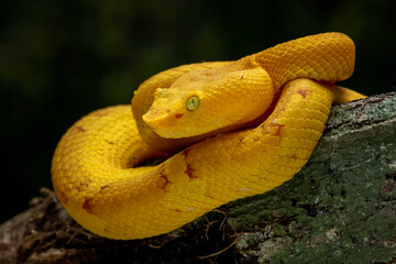 Flat Nose Pit Viper (Craspedocephalus puniceus) is a venomous pit viper endemic to Southeast Asia. 