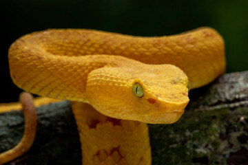 Flat Nose Pit Viper (Craspedocephalus puniceus) is a venomous pit viper endemic to Southeast Asia. 