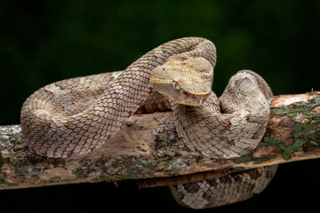 Trimeresurus or Craspedocephalus puniceus (Flat Nosed Pitviper) found in Indonesia, camouflaged...