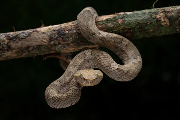 Obraz premium Trimeresurus or Craspedocephalus puniceus (Flat Nosed Pitviper) found in Indonesia, camouflaged with tree branch.