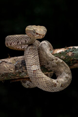 Trimeresurus or Craspedocephalus puniceus (Flat Nosed Pitviper) found in Indonesia, camouflaged with tree branch.
