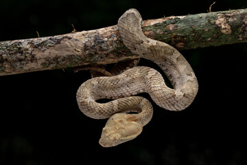 Trimeresurus or Craspedocephalus puniceus (Flat Nosed Pitviper) found in Indonesia, camouflaged with tree branch.