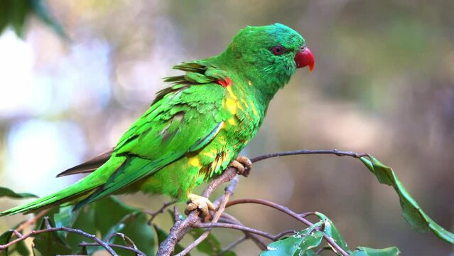 Scaly-breasted lorikeet, trichoglossus chlorolepidotus with vibrant plumage perching and chattering on tree branch, curiously wondering around the environment, close up shot of Australian bird species