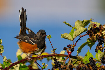 Young Spotted Towhee bird Looking Irritated