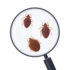 Vector illustration of bed bugs zoom