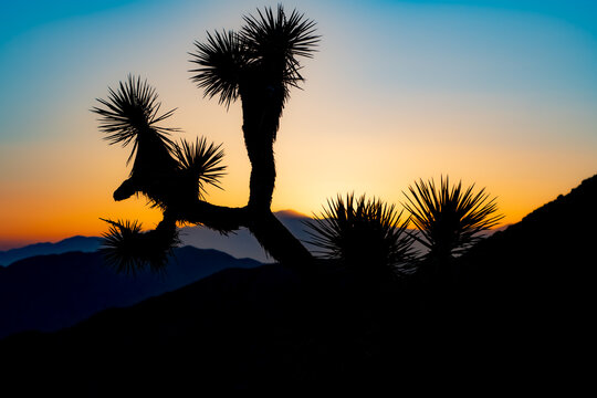silhouette of a joshua tree at Joshua Tree National Park in Los Angeles, California, United States