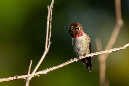 Male Anna's Hummingbird in Fall Light