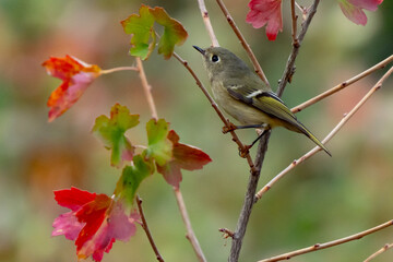 Ruby-crowned Kinglet perched in autumn colored tree