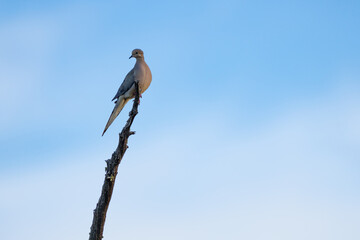 Mourning Dove perched on a snag with a pastel sky