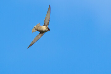 Vaux's Swift inverts in flight under a blue sky