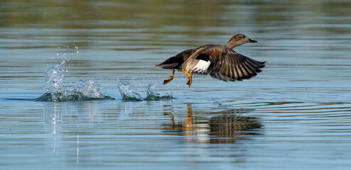 Drake Gadwall Duck takes off from a marsh pond