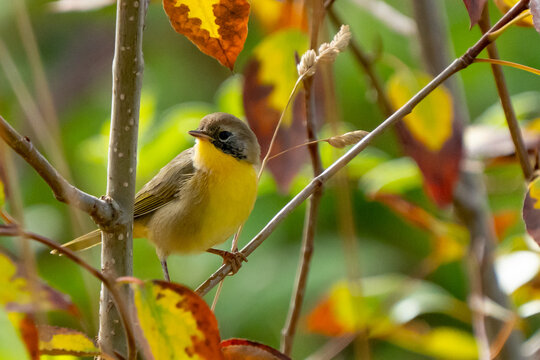 Common Yellowthroat bird in fall foilage