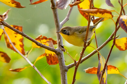 Common Yellowthroat bird in fall foilage
