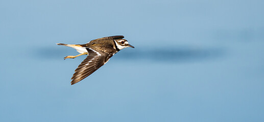 Close-up of killdeer in flight over blue marsh pond