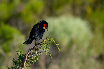 Very handsome red-winged blackbird in a fir tree