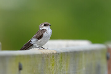 Fledgling Violet-Green Swallow on a Bridge Railing