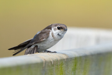 Fledgling Violet-Green Swallow on a Bridge Railing