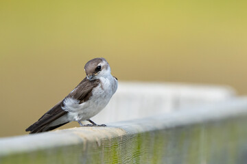 Fledgling Violet-Green Swallow on a Bridge Railing