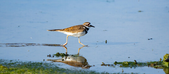 Close-up of killdeer on marshy pond edge