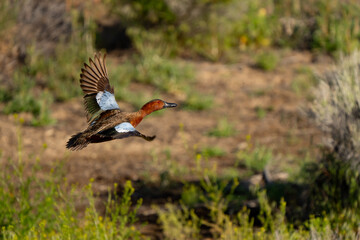 Beautiful Drake Cinnamon Teal flies over a Marsh Pond
