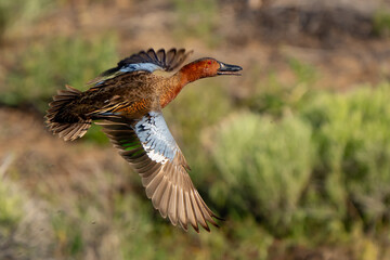 Beautiful Drake Cinnamon Teal flies over a Marsh Pond