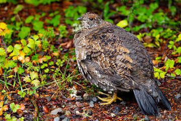 Sooty Grouse Portrait in Fall Colors