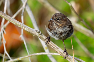 Song Sparrow looking over his shoulder