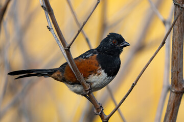 Spotted Towhee bird with yellow background