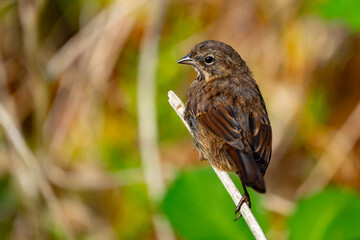 Song Sparrow looking over his shoulder