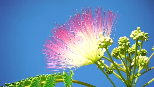 Persian silk tree Albizia julibrissin flowers resembling starbursts of pink silky threads. Pink siris, silk tree acacia Albizia julibrissin during flowering period. Close-up Slow motion