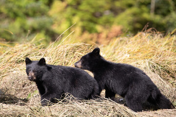 Two black bear cubs walking along a grassy embankment on a hot summer day, near Khutze Inlet,...