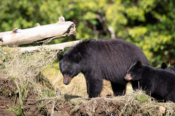 Black bear family consisting of mom and a cubs are walking along a grassy embankment on a hot summer day, near Khutze Inlet, British Columbia, Canada