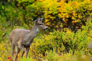 Black-Tailed Deer doe near Mt. Rainier